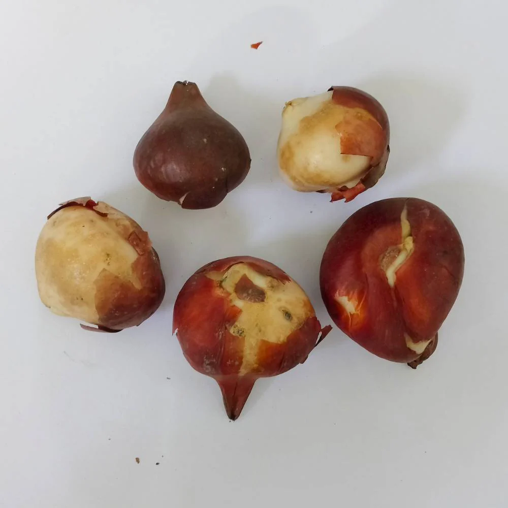 Tulip (Orange And Yellow) Flower Bulbs - Image 2