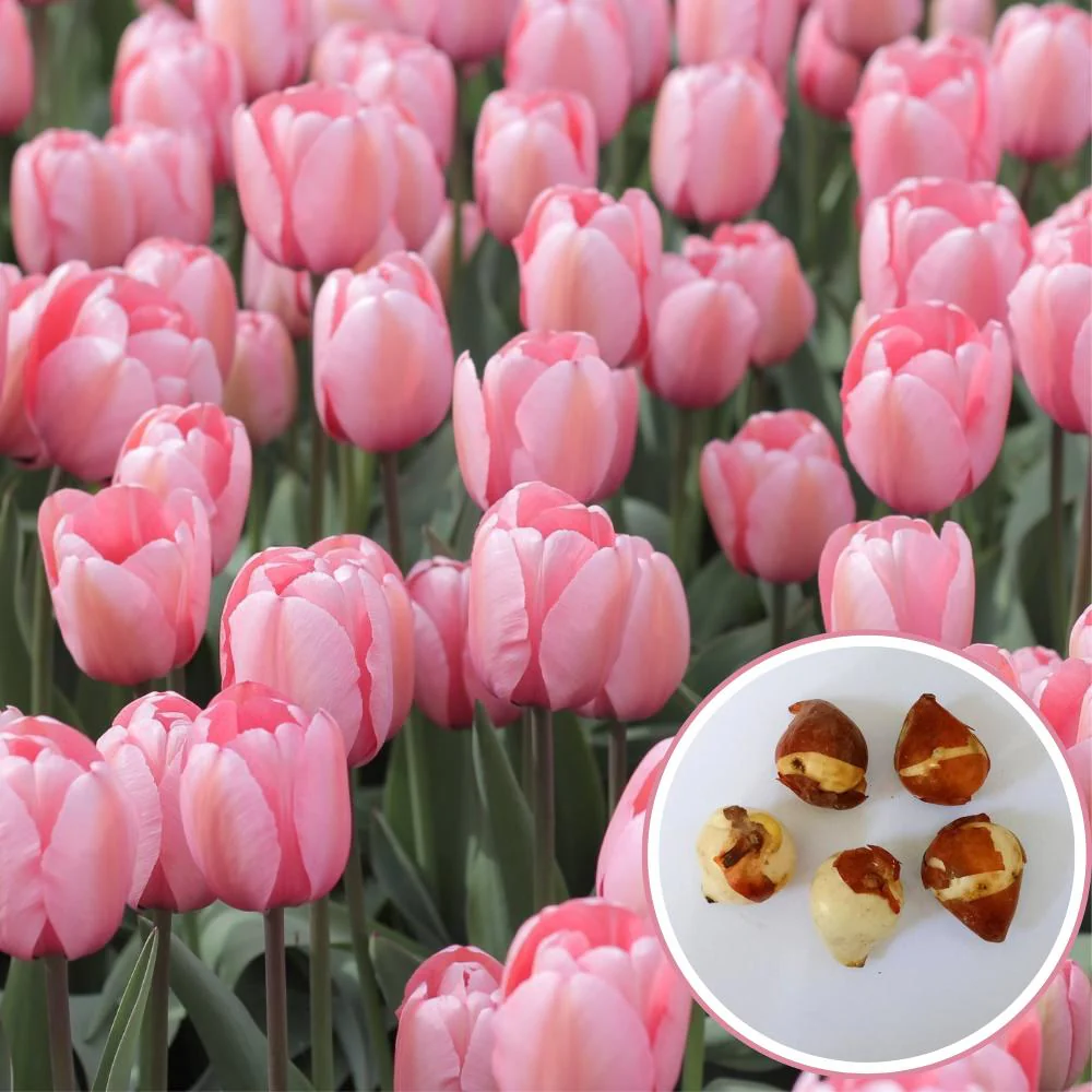 Tulip Pink Flower Bulbs (05N) Elegant Spring Blooms for Home Garden 🌷✨ - Image 2