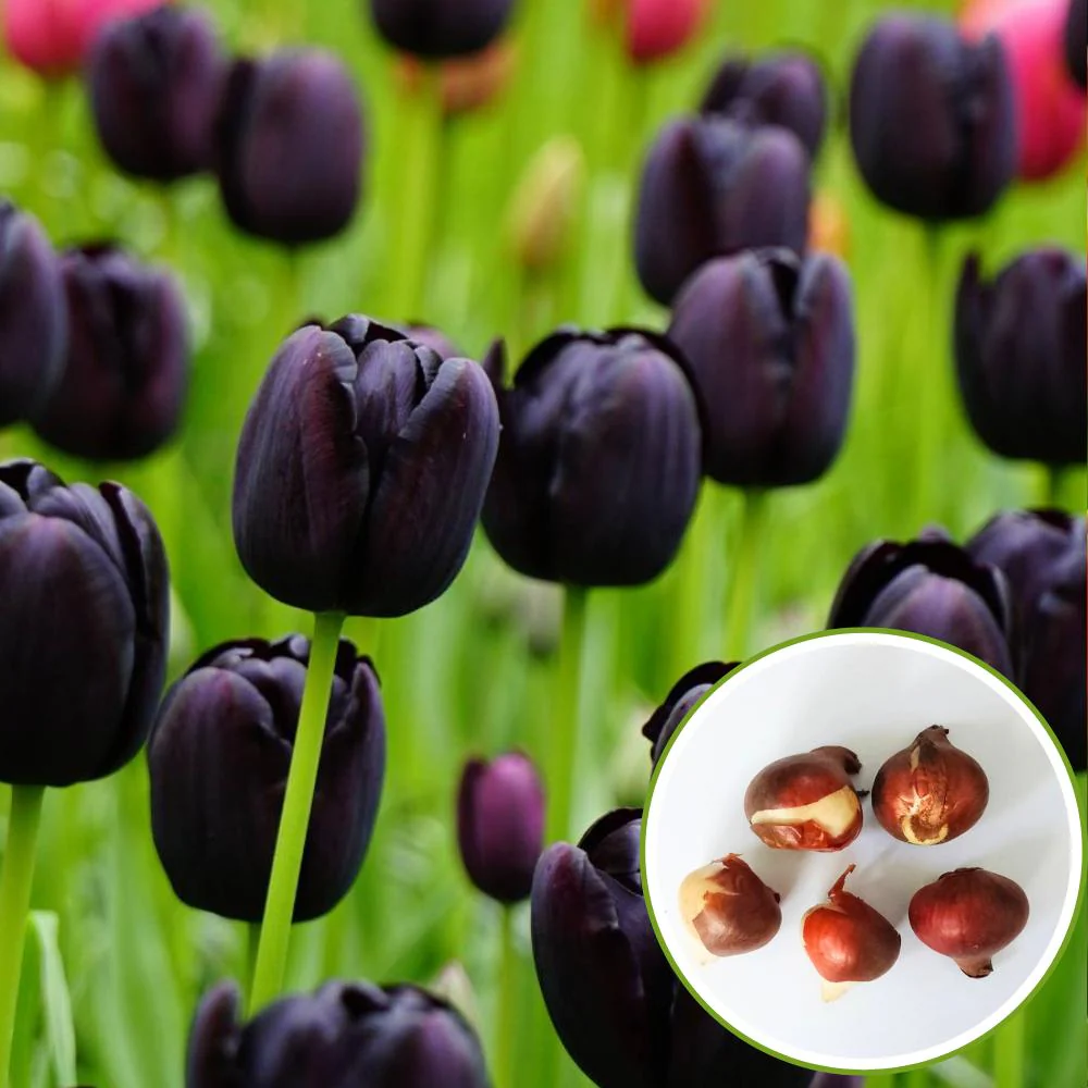 Tulip Black Jack Flower Bulbs - Image 2
