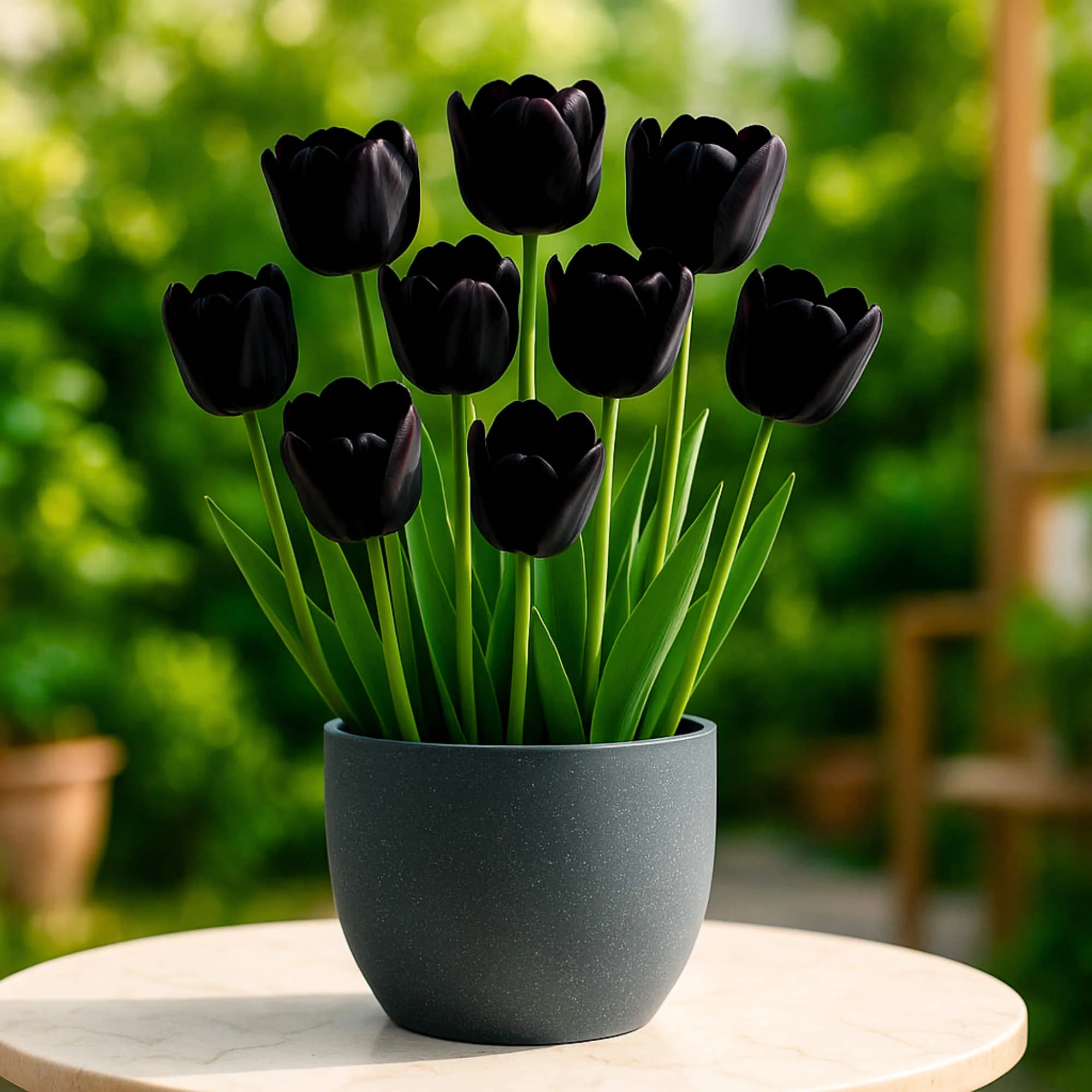 Tulip Black Jack Flower Bulbs - Image 4