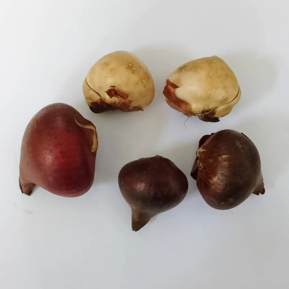 Tulip Doberman (Black Purple) Flower Bulbs - Image 2