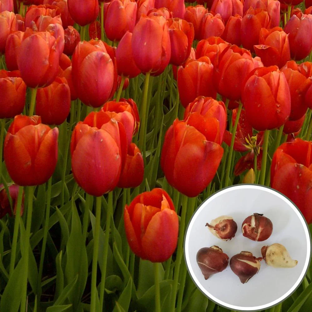 Tulip Red Flower Bulbs (05N) - Image 2