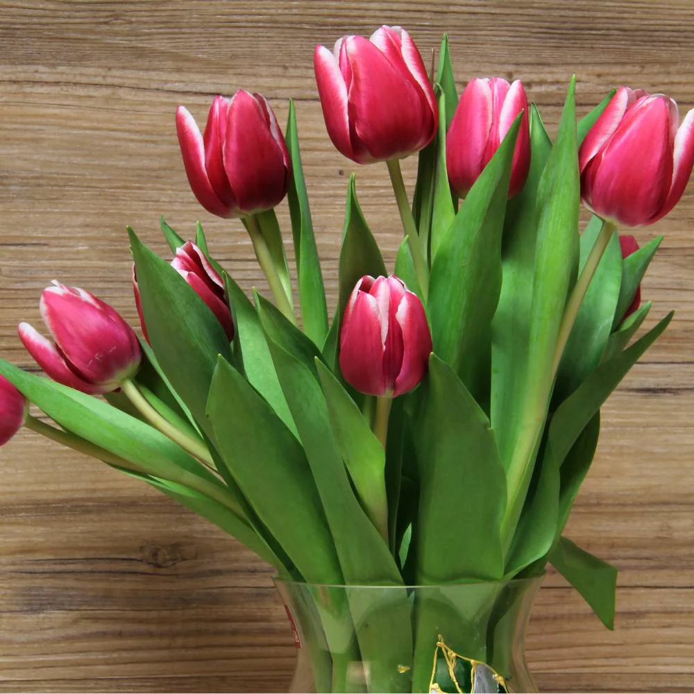 Tulip Red Flower Bulbs (05N) - Image 3