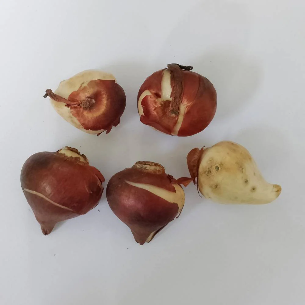 Tulip Red Flower Bulbs (05N) - Image 4