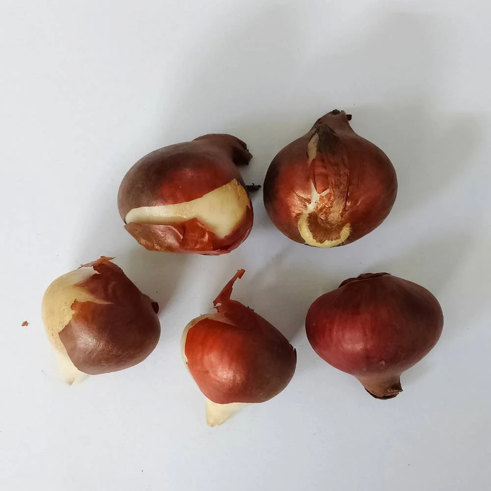 Tulip Yellow Flower Bulbs (05N) Elegant Spring Blooms for Home Garden 🌷 - Image 3