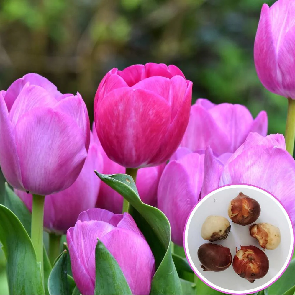 Tulip Purple Flower Bulbs (05N) Elegant Spring Blooms for Home Garden 🌷✨ - Image 2