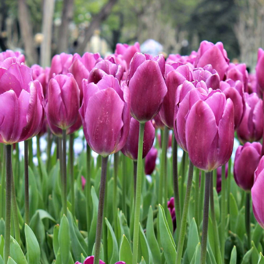 Tulip Purple Flower Bulbs (05N) Elegant Spring Blooms for Home Garden 🌷✨ - Image 3