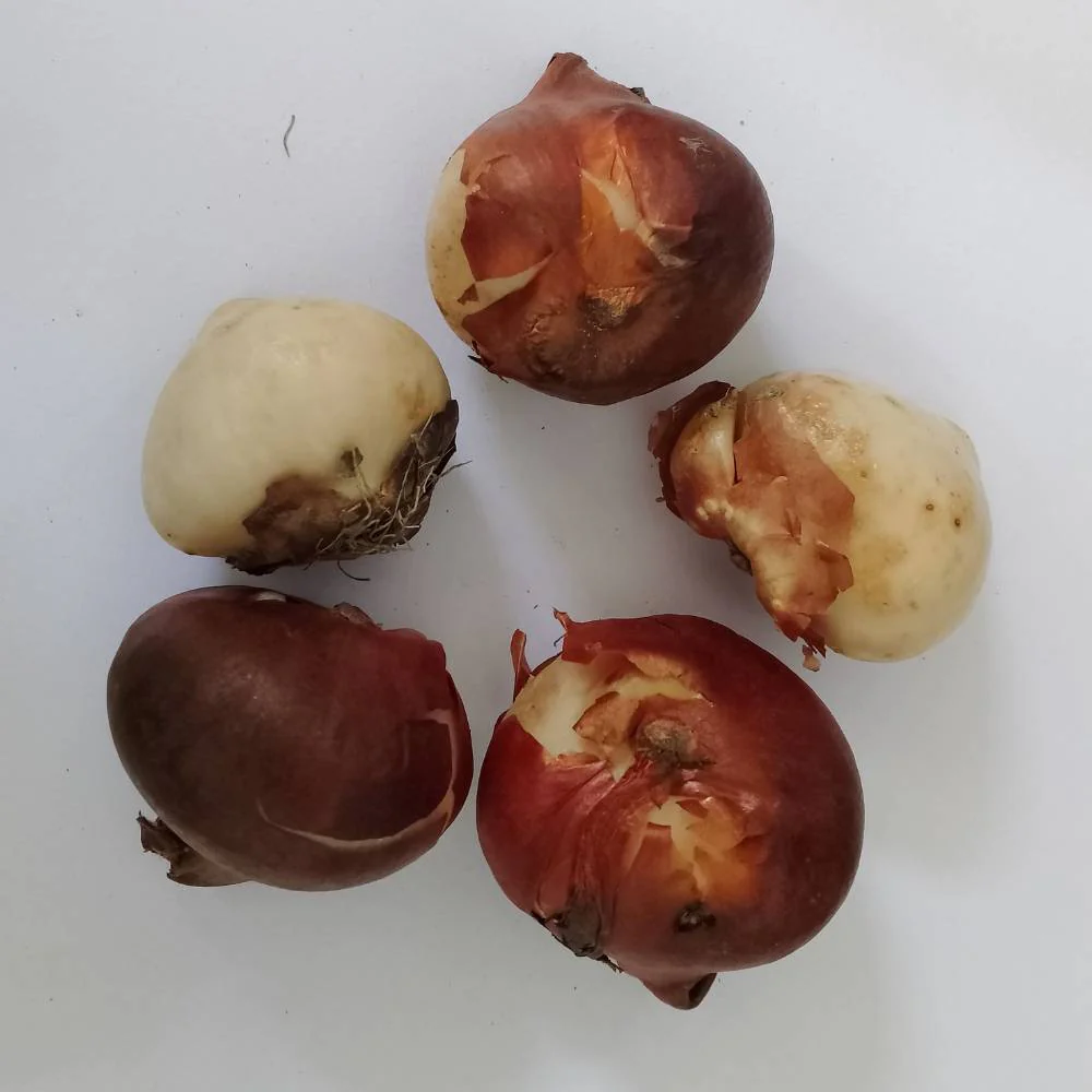 Tulip Purple Flower Bulbs (05N) Elegant Spring Blooms for Home Garden 🌷✨ - Image 4