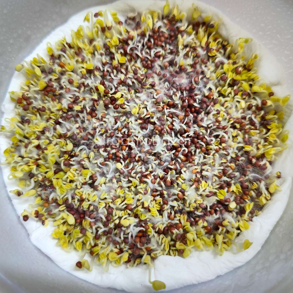 Turnip Microgreen Seeds (25g) - Image 3