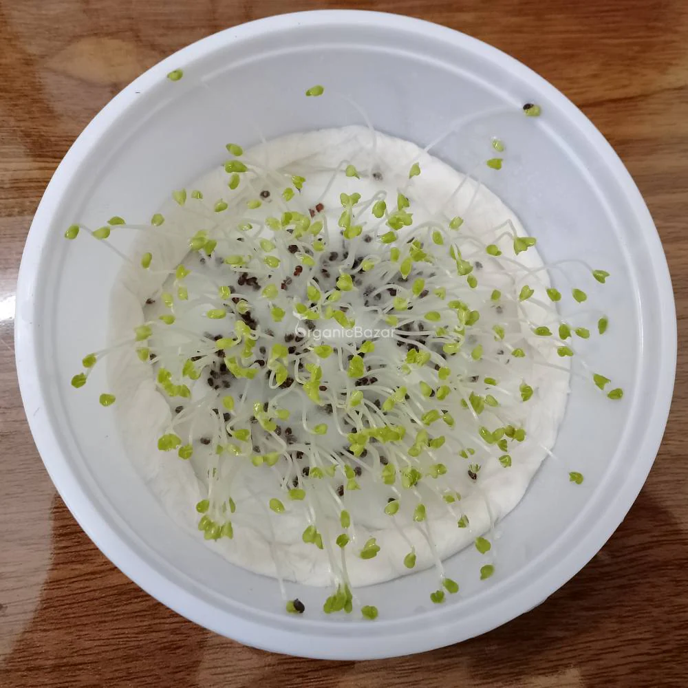 Turnip White Seeds For Home Gardening (White Shaljam/सफ़ेद शलजम के बीज) - Image 4