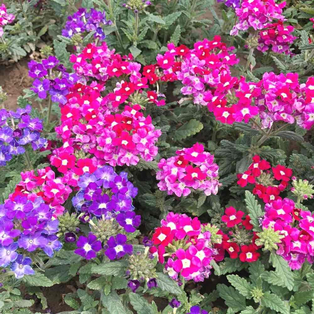 Verbena Ideal Florist Mix Seeds (200 Seeds) High Germination/ Easy To grow/ Perfect for pots, balconies, or Terrace gardens - Image 2