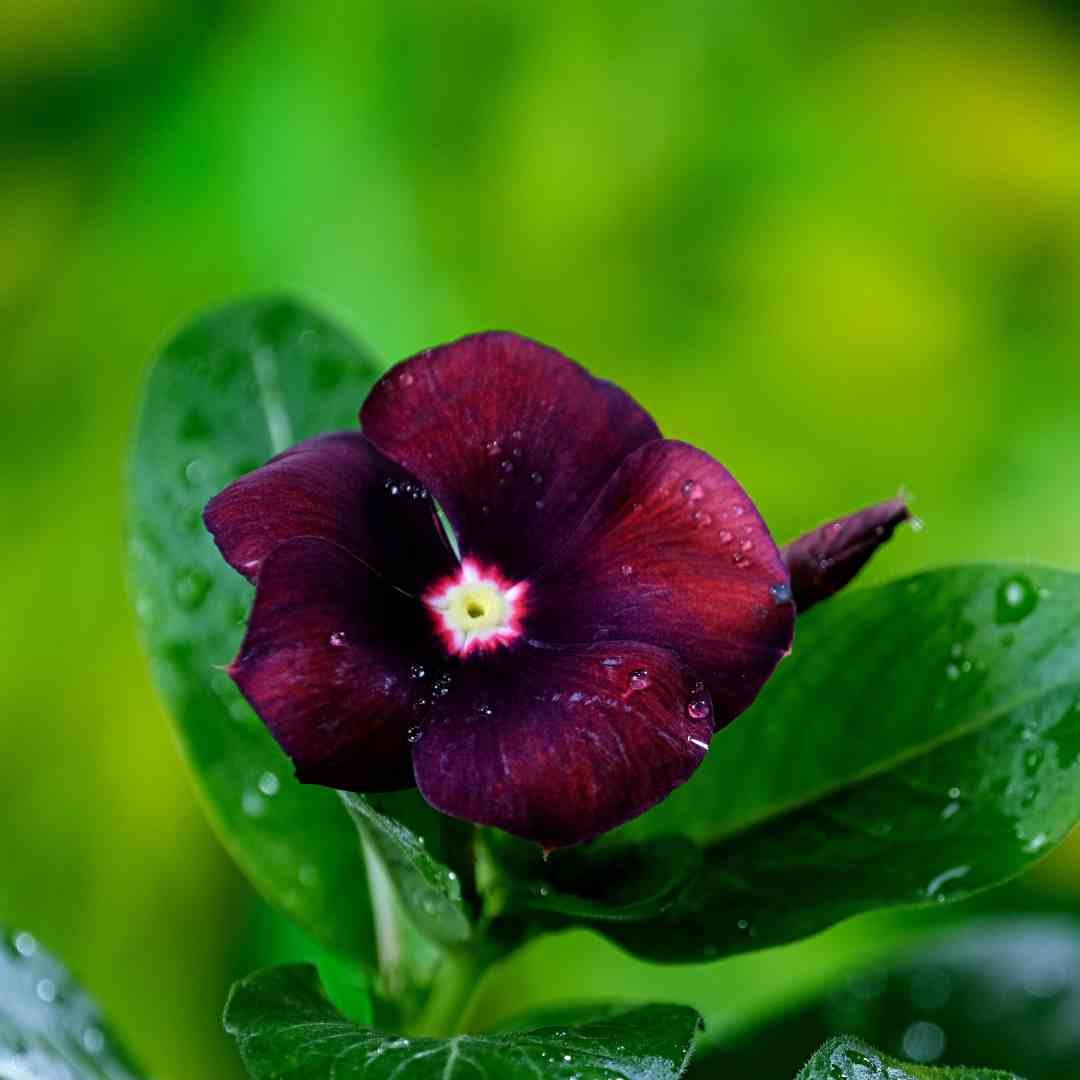 Vinca Black Hybrid Seeds - 25 Seeds (Black Periwinkle/ Sadabahar/सदाबहार के बीज) High Germination, Annual Flower Seeds for Terrace Gardening - Image 2