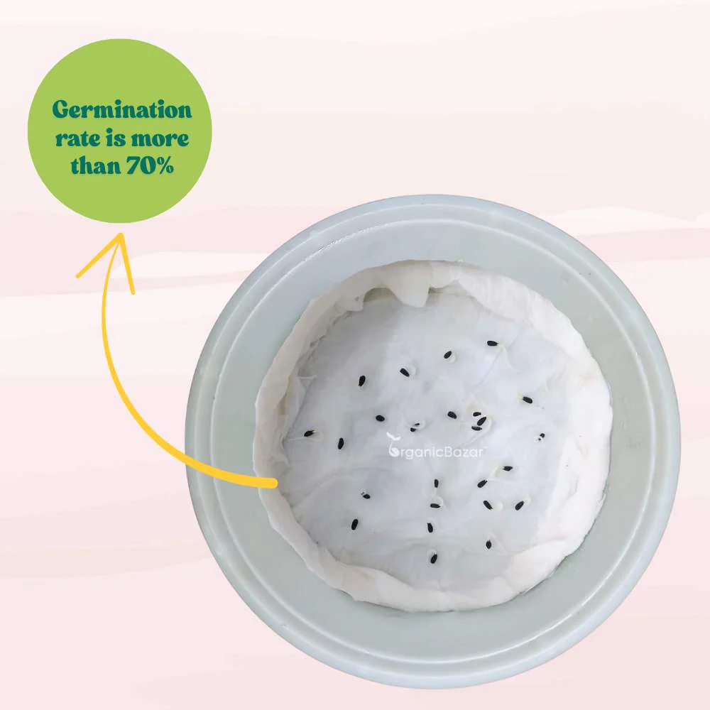 Vinca Black Hybrid Seeds - 25 Seeds (Black Periwinkle/ Sadabahar/सदाबहार के बीज) High Germination, Annual Flower Seeds for Terrace Gardening - Image 4