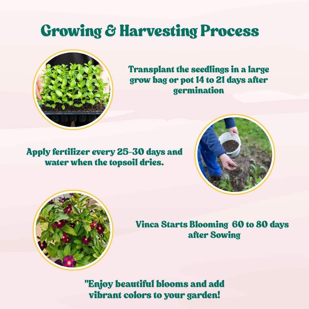 Vinca Black Hybrid Seeds - 25 Seeds (Black Periwinkle/ Sadabahar/सदाबहार के बीज) High Germination, Annual Flower Seeds for Terrace Gardening - Image 5