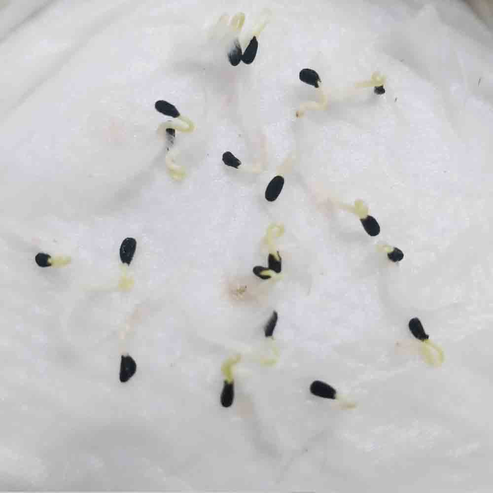 Vinca Tattoo Blueberry Seeds - 10 Seeds (Periwinkle/ Sadabahar) - Image 3