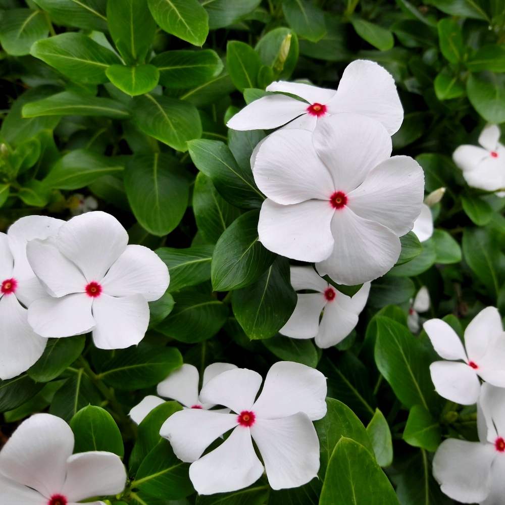 Vinca Cora Cascade Polka Dot Mix Seeds - 10 Seeds (Periwinkle/ Sadabahar/सदाबहार के बीज)