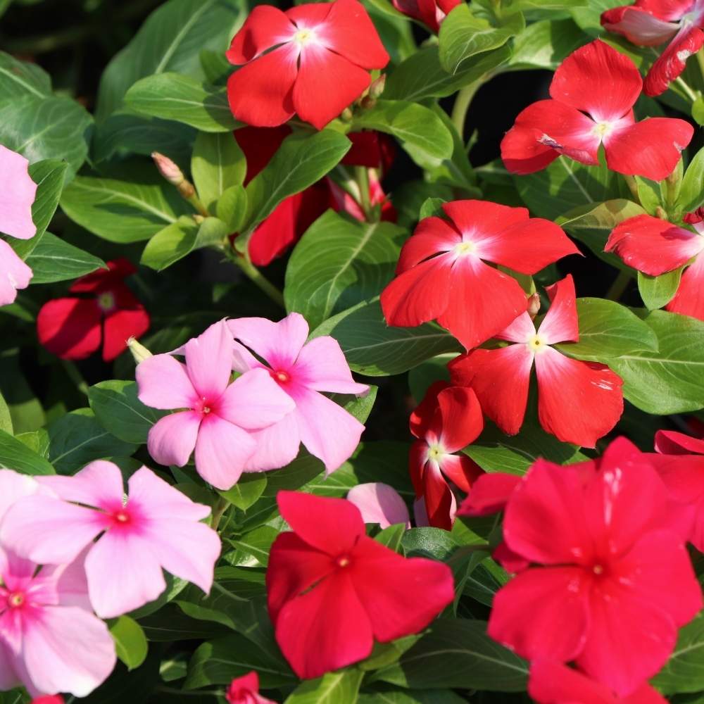 Vinca Pacifica XP Mix Seeds - 25 Seeds (Periwinkle/ Sadabahar/सदाबहार के बीज) High Germination, Annual Flower Seeds for Terrace Gardening - Image 4