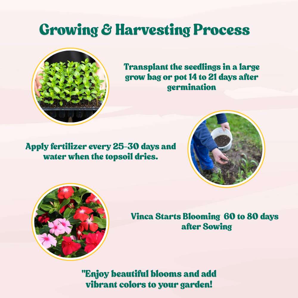 Vinca Pacifica XP Mix Seeds - 25 Seeds (Periwinkle/ Sadabahar/सदाबहार के बीज) High Germination, Annual Flower Seeds for Terrace Gardening - Image 8