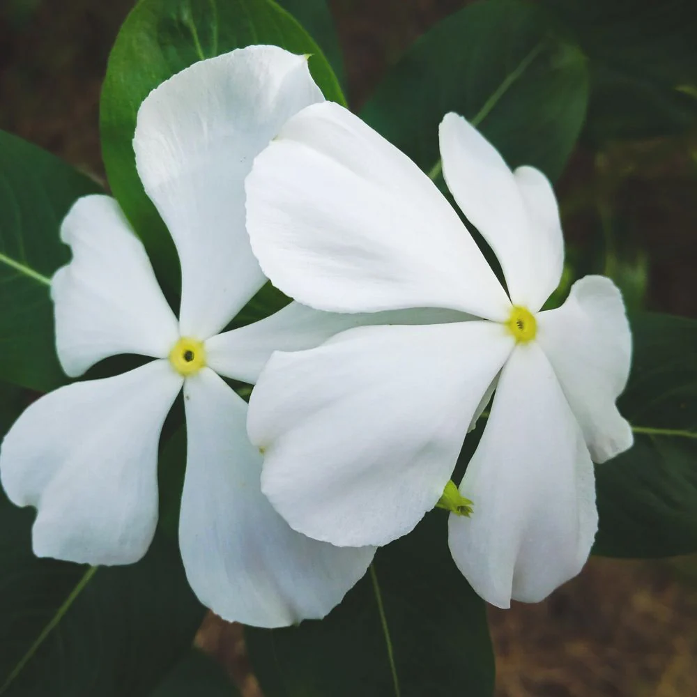 Vinca Pacifica XP White Seeds - 25 Seeds (Periwinkle/ Sadabahar/सदाबहार के बीज) High Germination, Annual Flower Seeds for Terrace Gardening - Image 2