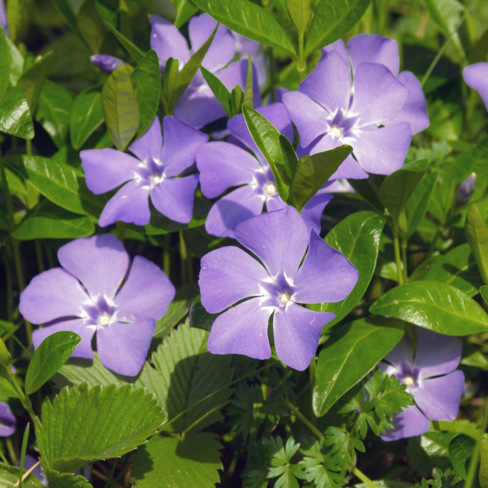 Vinca Purple Hybrid Seeds - 25 Seeds (Periwinkle/ Purple sadabahar/सदाबहार के बीज) High Germination, Annual Flower Seeds for Terrace Gardening