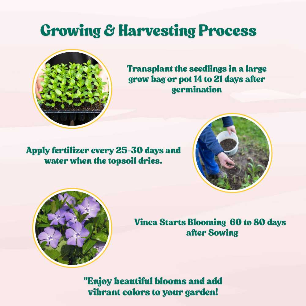 Vinca Purple Hybrid Seeds - 25 Seeds (Periwinkle/ Purple sadabahar/सदाबहार के बीज) High Germination, Annual Flower Seeds for Terrace Gardening - Image 5