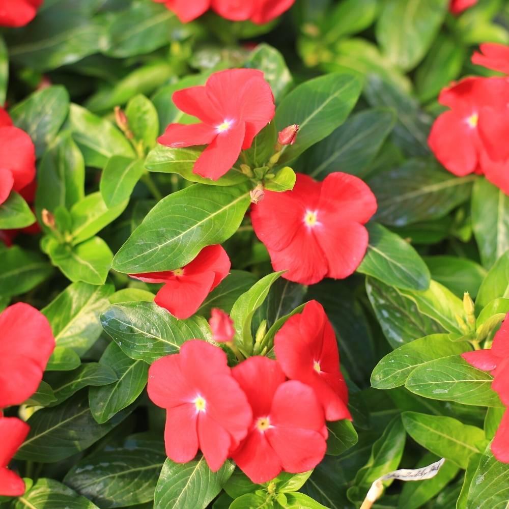 Vinca Red Seeds (Periwinkle/ Sadabahar/सदाबहार के बीज) High Germination, Annual Flower Seeds for Terrace Gardening - Image 2