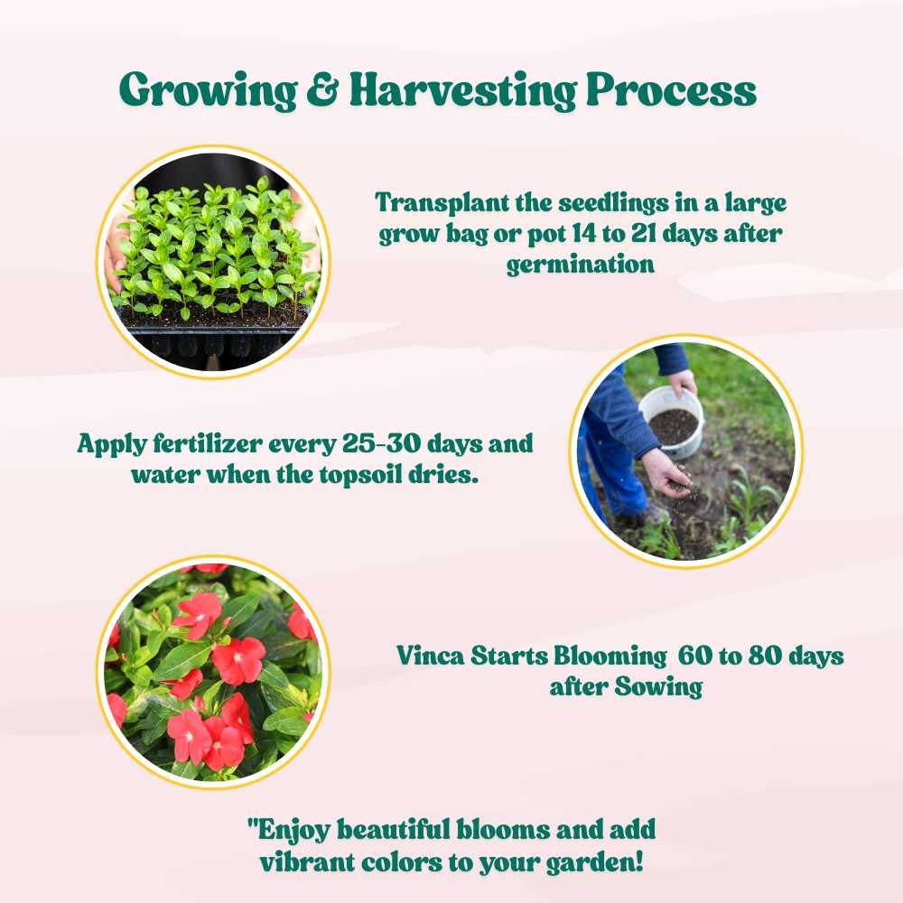 Vinca Red Seeds (Periwinkle/ Sadabahar/सदाबहार के बीज) High Germination, Annual Flower Seeds for Terrace Gardening - Image 5