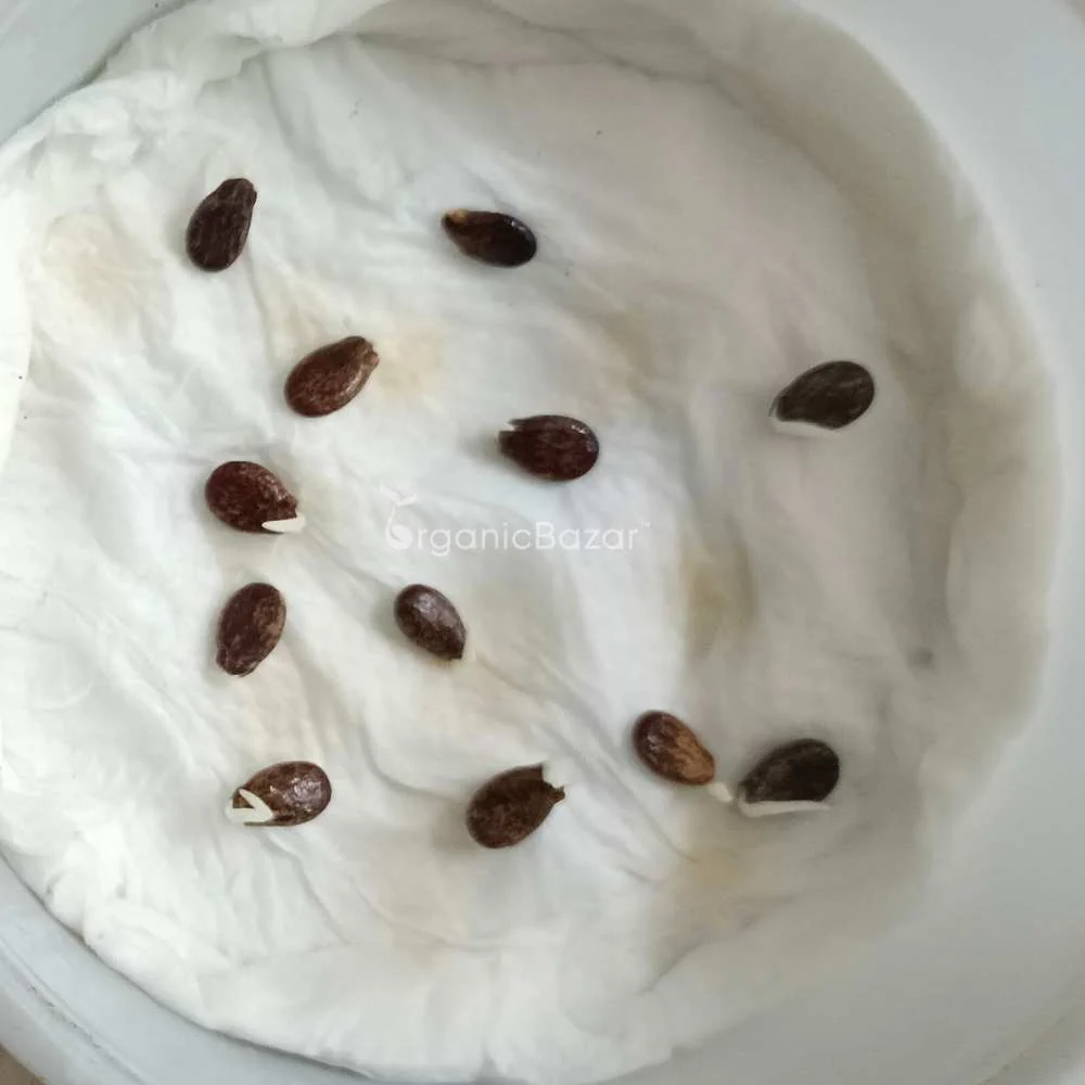 Watermelon Yellow Seeds - 12 Seeds (Pila Tarbooj/पीला तरबूज के बीज) - Image 4