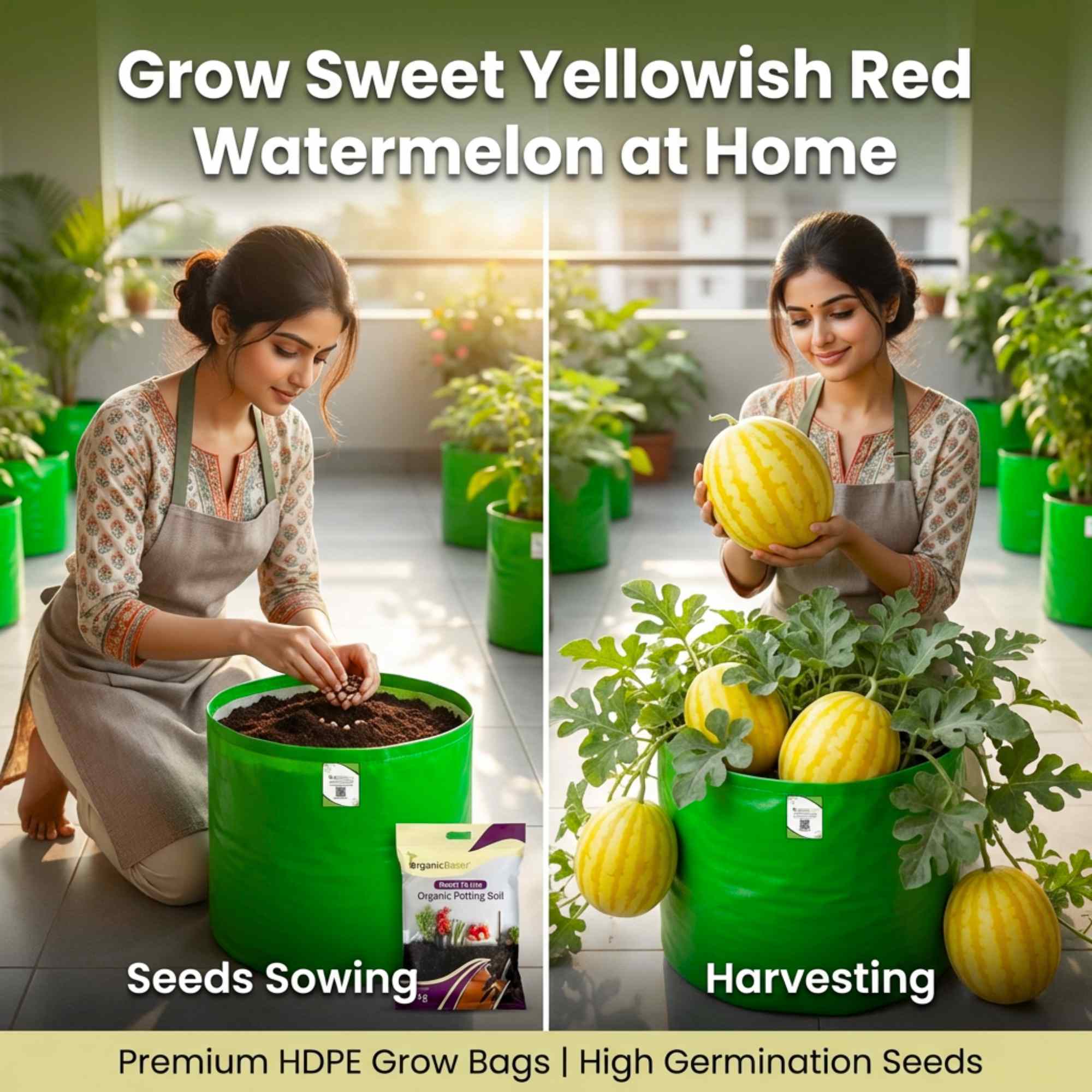 Watermelon Yellowish Red Seeds (12 Seeds) (Pila Tarbooj/पीला तरबूज के बीज) - Image 2
