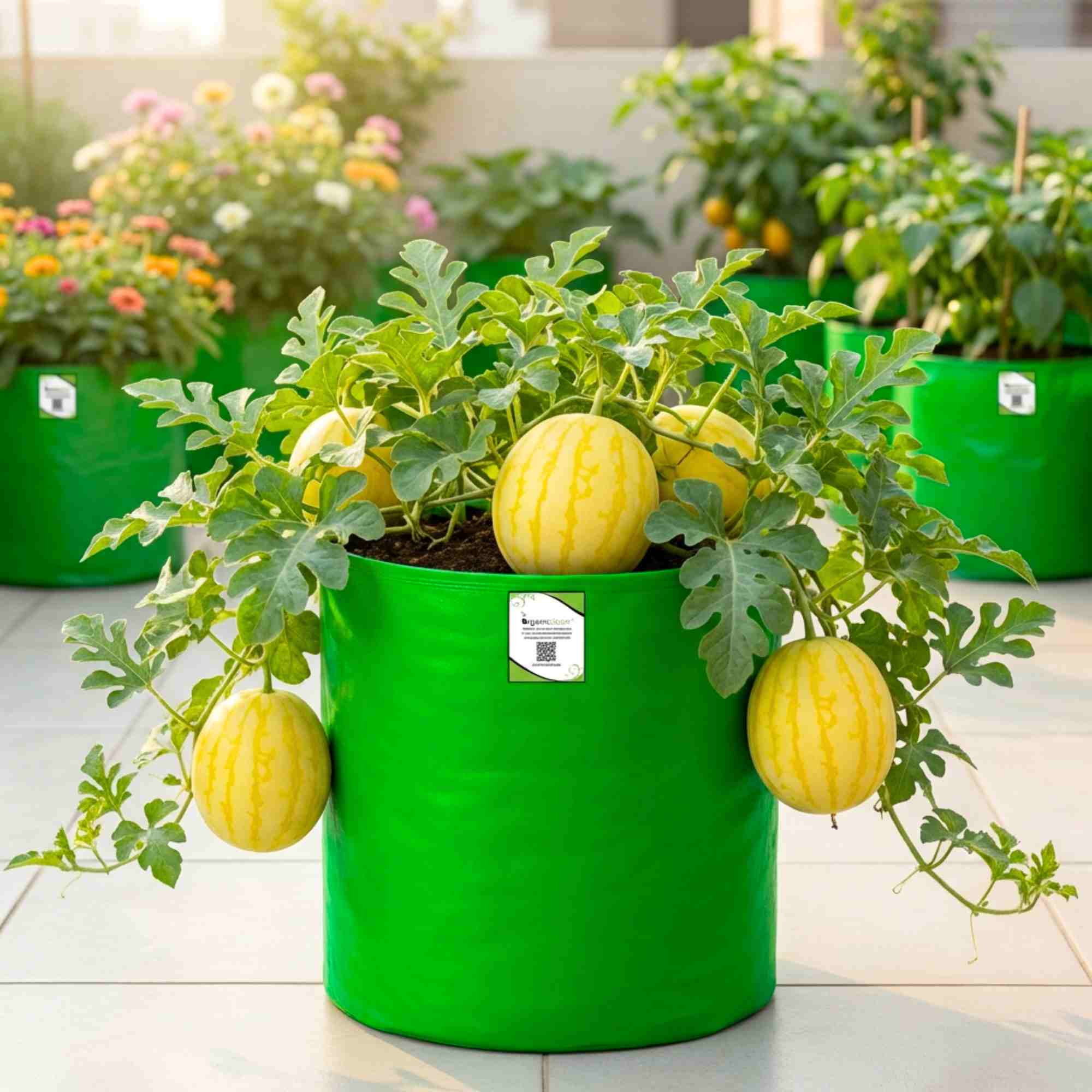 Watermelon Yellowish Red Seeds (12 Seeds) (Pila Tarbooj/पीला तरबूज के बीज) - Image 3