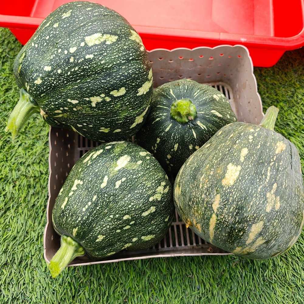 Winter Squash (Pumpkin) Seeds (10 Seeds) Easy To grow, High Germination, High Yield Seeds for Home Gardening - Image 3