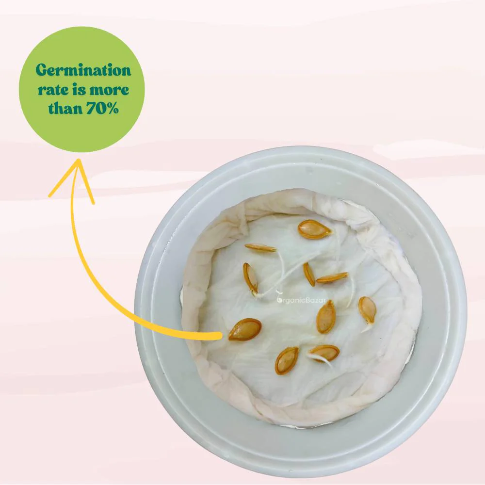 Winter Squash (Pumpkin) Seeds (10 Seeds) Easy To grow, High Germination, High Yield Seeds for Home Gardening - Image 7
