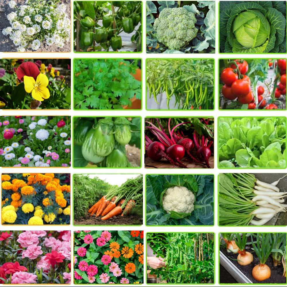 Winter Vegetable and Flower Mixed Seeds Kit - 20 Best Winter Vegetable And Flowers Seeds for Terrace Gardening 🌱❄️ - Image 2