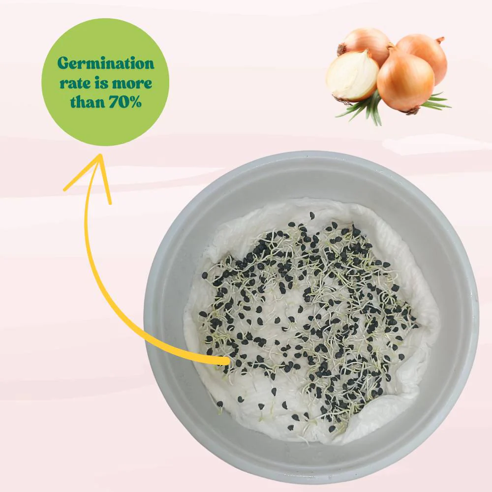 Yellow Onion Seeds - 1000 Seeds (Pili Pyaj/प्याज के बीज) High Yield/High Germination/Best Seeds for Terrace Gardening - Image 4