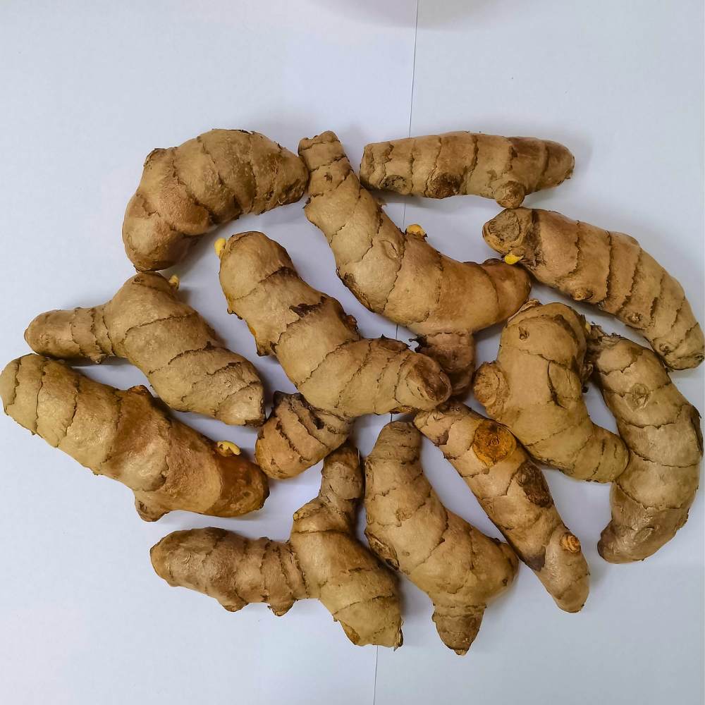 Yellow Turmeric Seeds (Haldi Roots) for Planting (400g) - Image 4