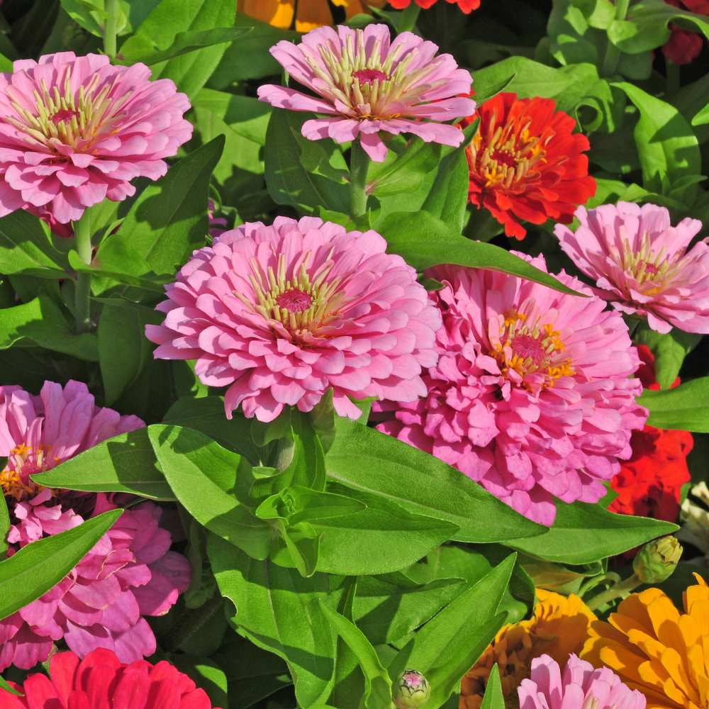 Zinnia Mix Color Flower Seeds (100 Seeds) High Germination/ Easy To grow/ Perfect for pots, balconies, or Terrace gardens - Image 4