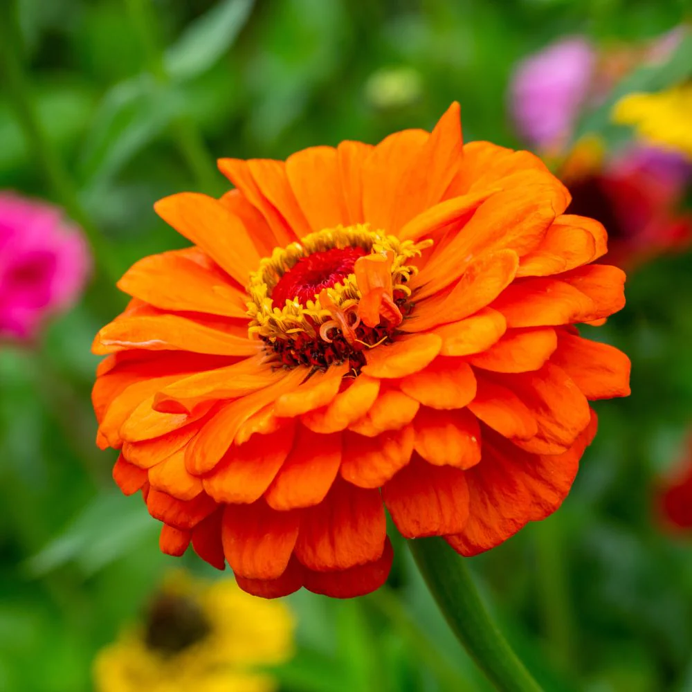 Zinnia Orange Flower Seeds (100 Seeds) High Germination/ Easy To grow/ Perfect for pots, balconies, or Terrace gardens - Image 2