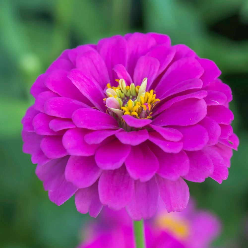 Zinnia Purple Flower Seeds (100 Seeds) High Germination/ Easy To grow/ Perfect for pots, balconies, or Terrace gardens - Image 2