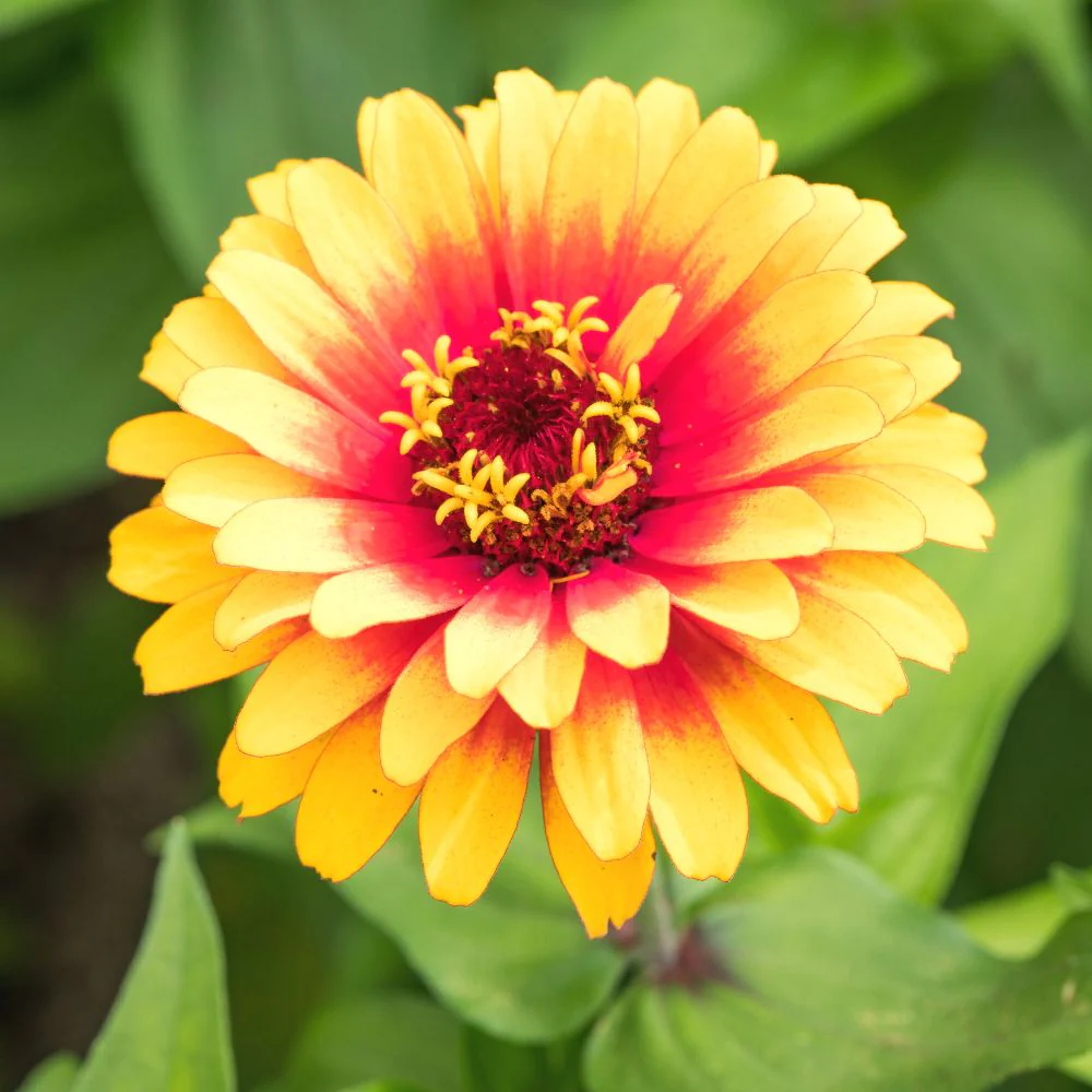 Zinnia Yellow Flower Seeds (100 Seeds) High Germination/ Easy To grow/ Perfect for pots, balconies, or Terrace gardens - Image 2
