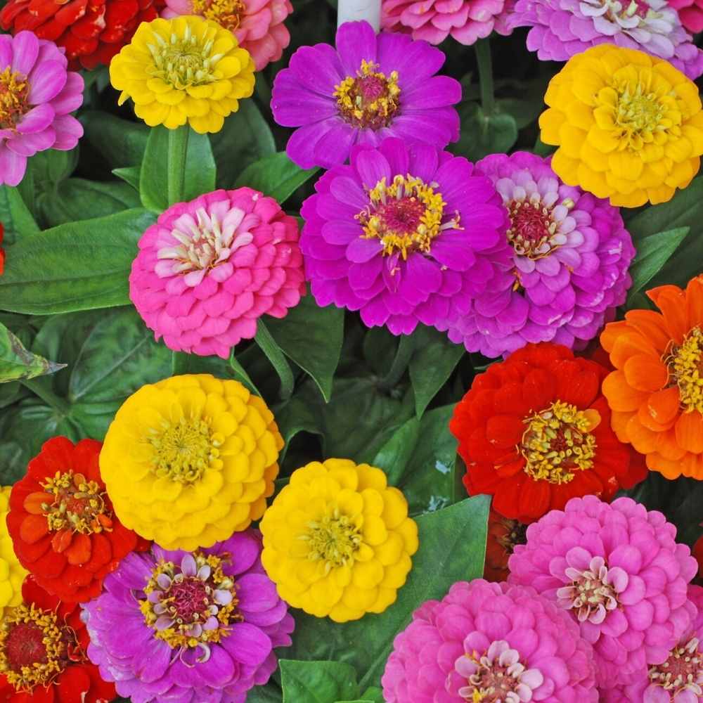 Zinnia Liliput Mixed Color Seeds (100 Seeds) High Germination/ Easy To grow/ Perfect for pots, balconies, or Terrace gardens - Image 4