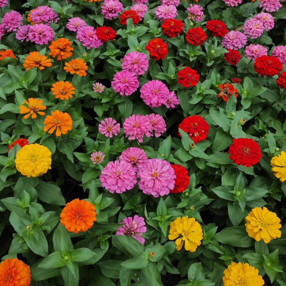 Zinnia Tall Double Mix Flower Seeds (100 Seeds) High Germination/ Easy To grow/ Perfect for pots, balconies, or Terrace gardens - Image 2
