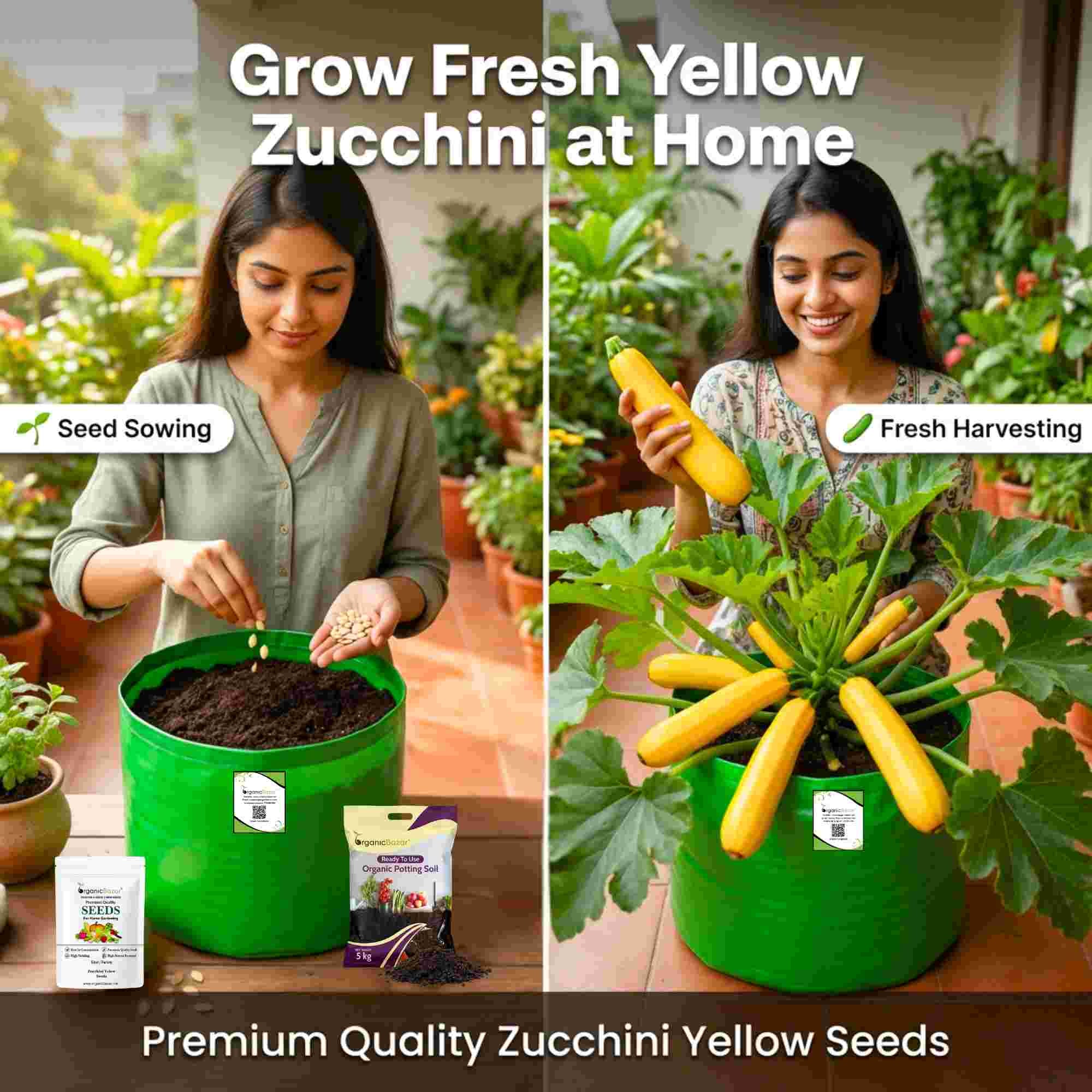 Zucchini Yellow Seeds - 15 Seeds (पीली जुकिनी के बीज) - Image 2