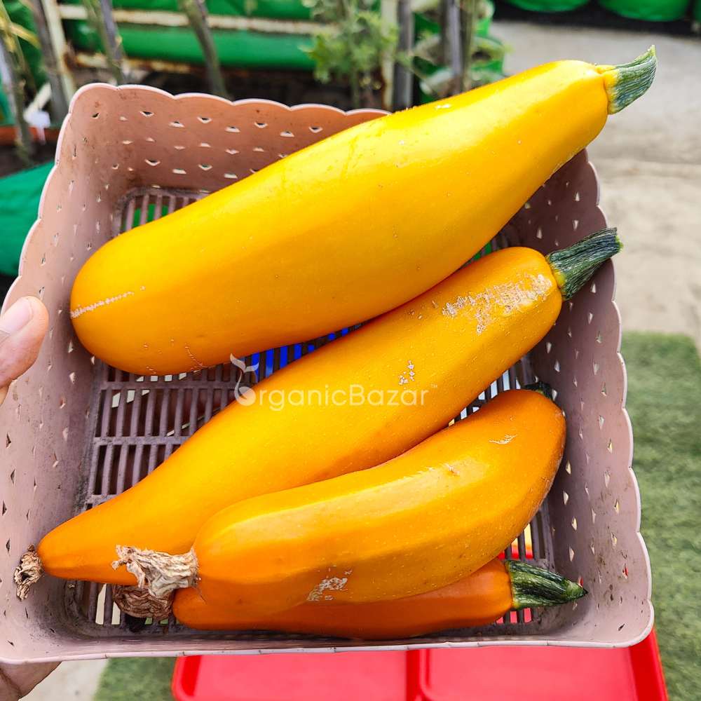 Zucchini Yellow Seeds - 15 Seeds (पीली जुकिनी के बीज) - Image 5